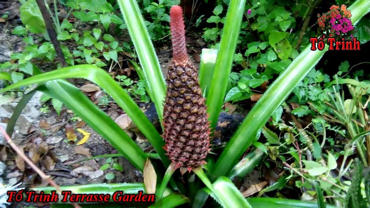 Về Quê  Ngắm Vườn Kiểng - Của Ba Má Tố Trinh - Visiting The Beautiful Garden of My Parents To Trinh