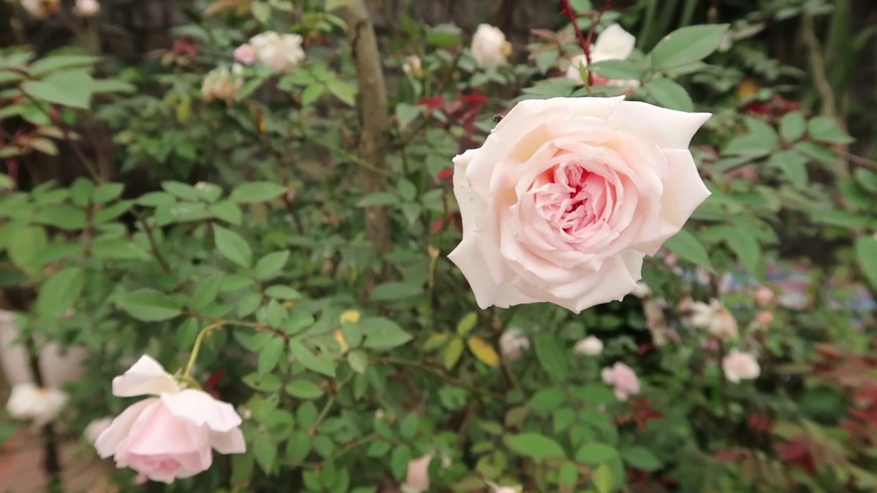 Về quê ngắm hàng hoa hồng Đào sai hoa thơm ngát