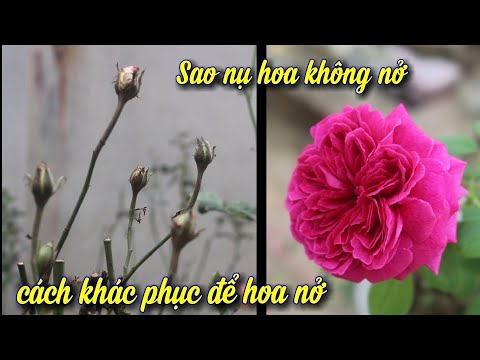 Vì Sao Hoa Hồng Không Nở Hoa Đẹp.Cây Không Phát Triển?.. NGƯỜI ƯƠM MẦM