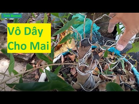 Vô Dây Cho Mai Vàng Dáng Tàng Thông Lùn | Tính Bonsai