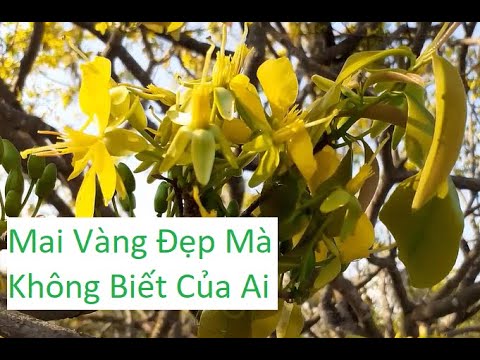 Vô Tình Thấy Cây Mai To Đẹp Mà Không Biết Của Ai | Tính Bonsai