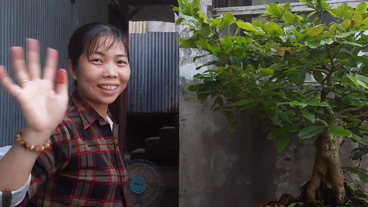 Vô dây cho cây mai vàng bonsai(clip 1)