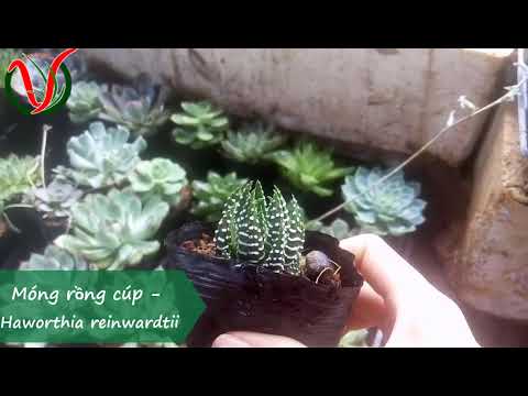 Vuki Garden| Các loại sen đá | Móng rồng cúp (Types of succulents - Haworthia reinwardtii)