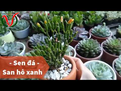 Vuki Garden| Các loại sen đá | San hô xanh (Types of succulents - Spice Cactus)