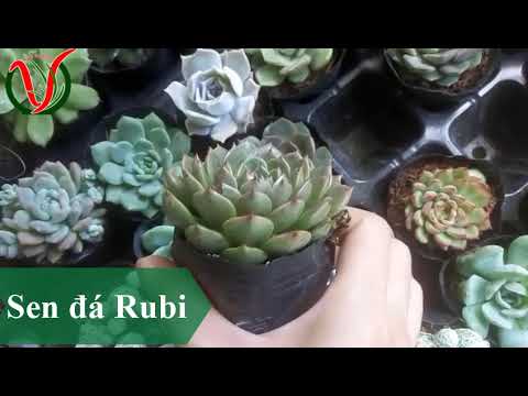 Vuki Garden| Các loại sen đá | Sen đá Rubi (Types of succulents)