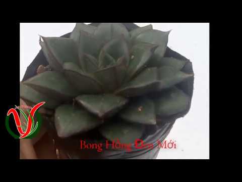 Vuki Garden| Giới thiệu sen đá | Bông Hồng Đen loại mới (Types of succulents - Echeveria purpureum)