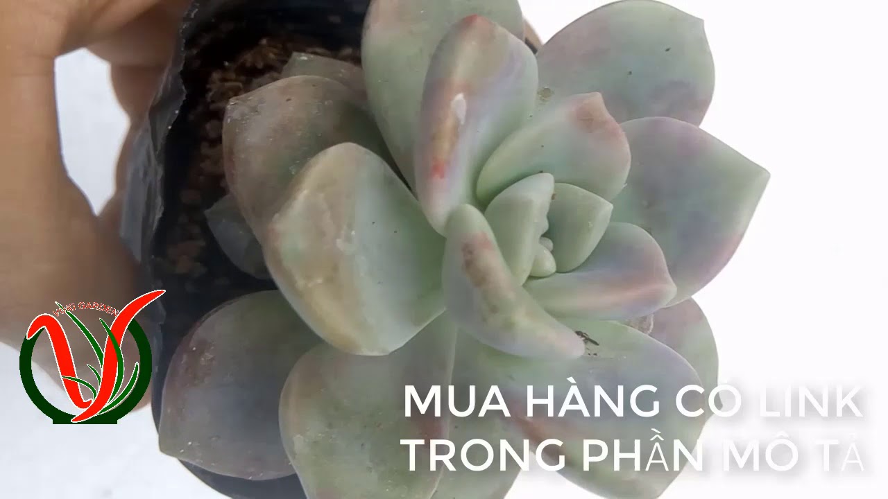 Vuki Garden| Giới thiệu sen đá | Hồng mập  (Types of succulents | Graptopetalum pentandrum )