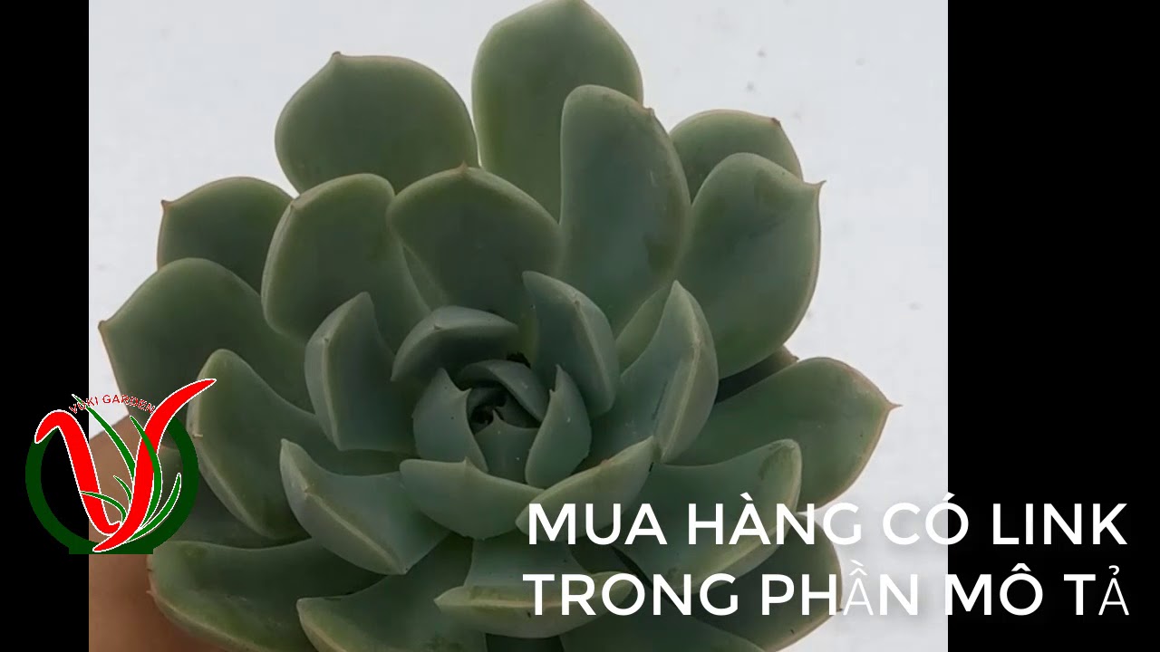 Vuki Garden| Giới thiệu sen đá | Sen trắng (Types of succulents - Echeveria Elegans)