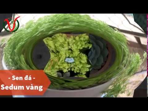 Vuki Garden| Tên các loại sen đá | Sedum vàng (Types of succulents - Golden Sedum))