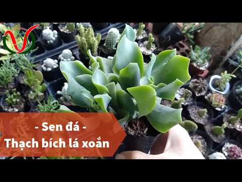 Vuki Garden| Tên các loại sen đá | Thạch bích lá xoắn (Types of succulents - Curly Jade)