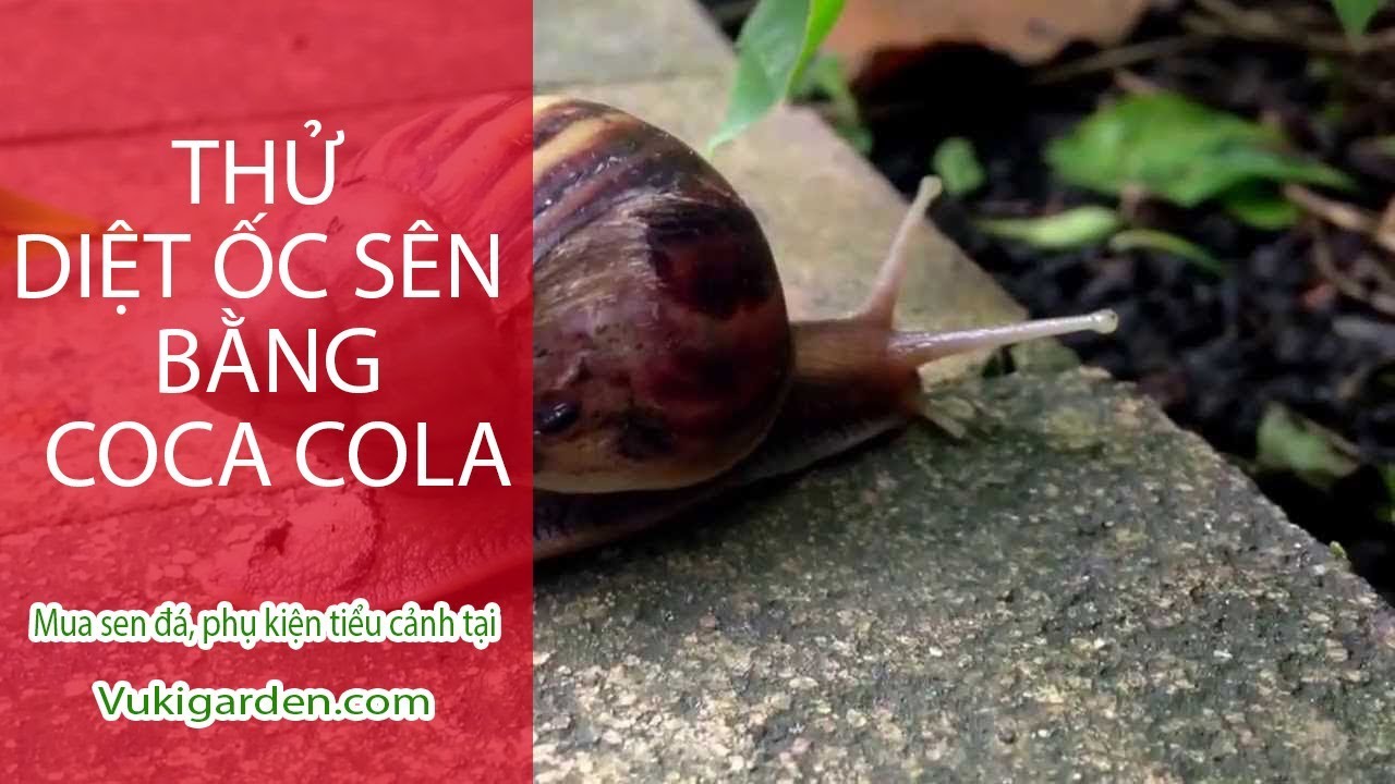 Vuki Garden| Thí nghiệm vui | Diệt ốc sên bằng coca cola