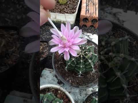 Vuki garden| thụ phấn hoa cho xương rồng gymno