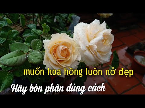 Vườn Hồng Sẽ Luôn Nở Hoa • Nếu Bạn Bón Phân Cách Này... NGƯỜI ƯƠM MẦM