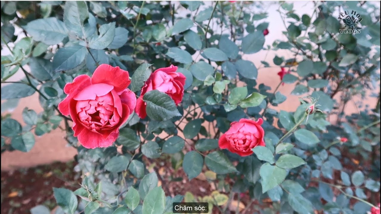 Vườn Hồng nhung ta đỏ rực trước hiên nhà | Khoe vườn hoa hồng trước cửa lớp học