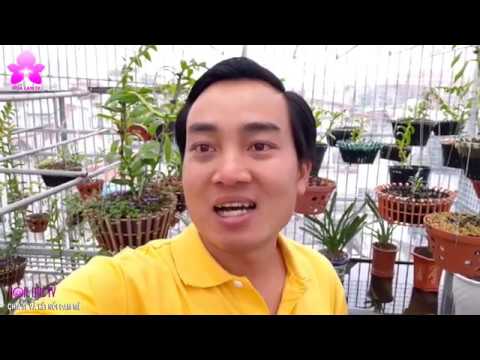 Vườn Lan SÂN THƯỢNG Tuyệt Vời Của Anh Tuấn Hà ở Thanh Hóa #HOALANTV