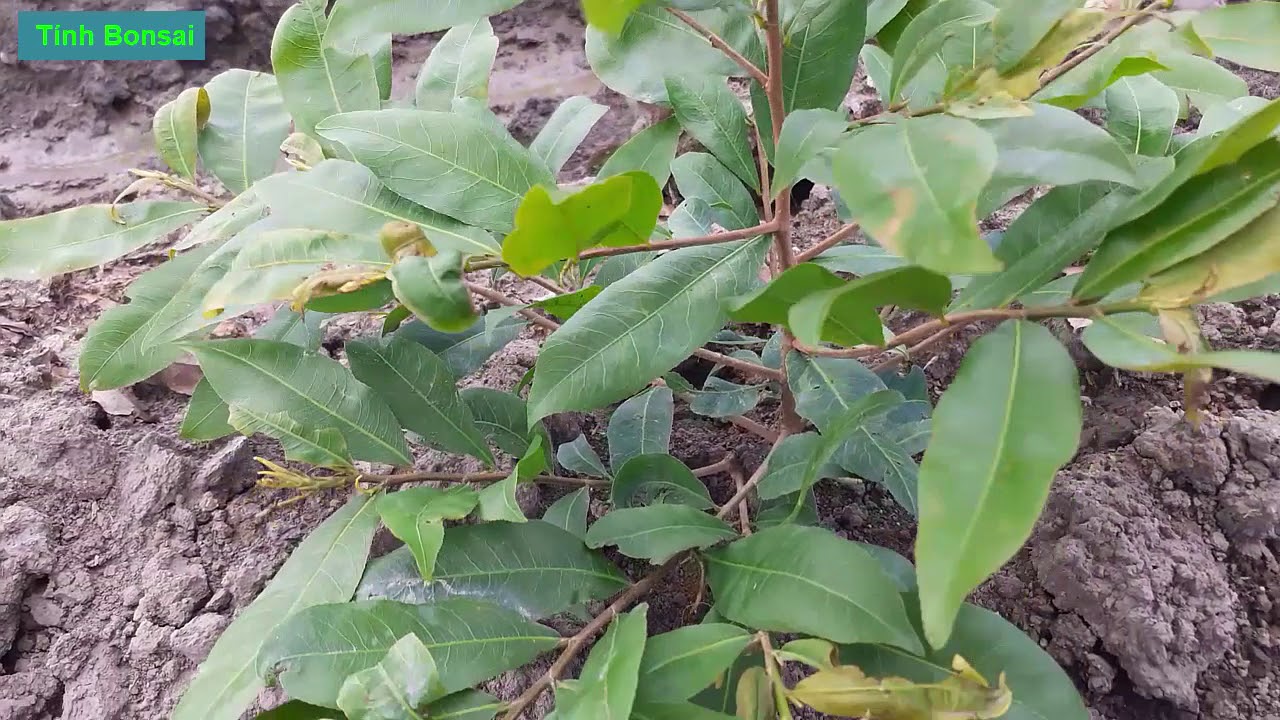 Vườn Mai Vàng 8 Tháng Và Chia Sẻ Kinh Nghiệm Chăm Sóc Lúc Này | Tính Bonsai