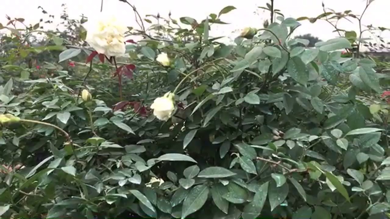 Vườn hồng ngát hương