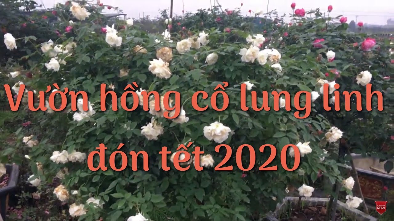 Vườn hồng rực rỡ đón tết canh tý 2020 | Kênh làm vườn S Garden