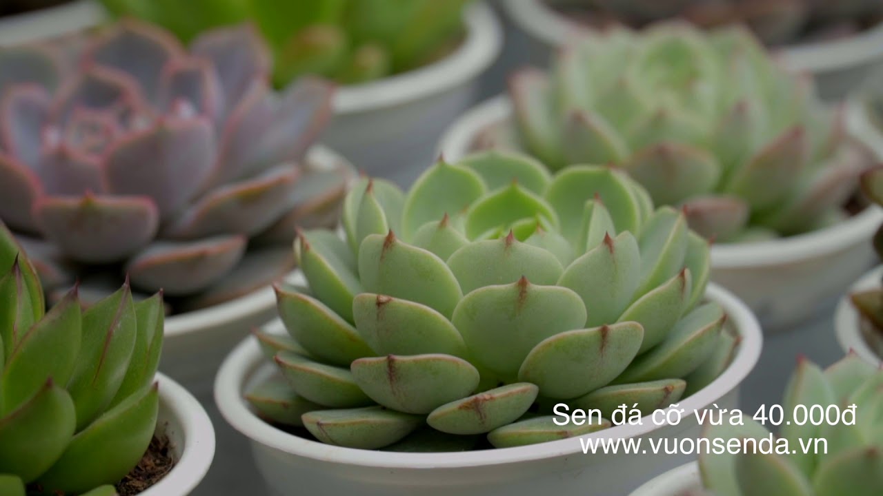 Vườn sen đá cập nhật cây mới 19/10/2019 | Vietnam Succulent garden | www.vuonsenda.vn