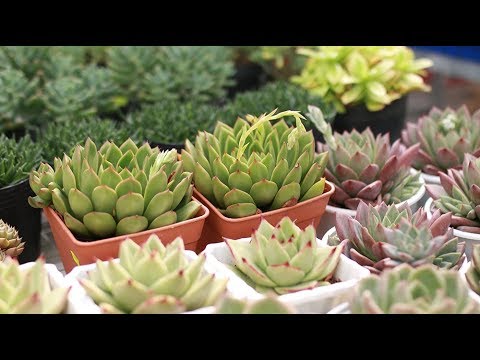 Vườn sen đá cập nhật cây mới 24/10/2019| Vietnam Succulent Garden | www.vuonsenda.vn