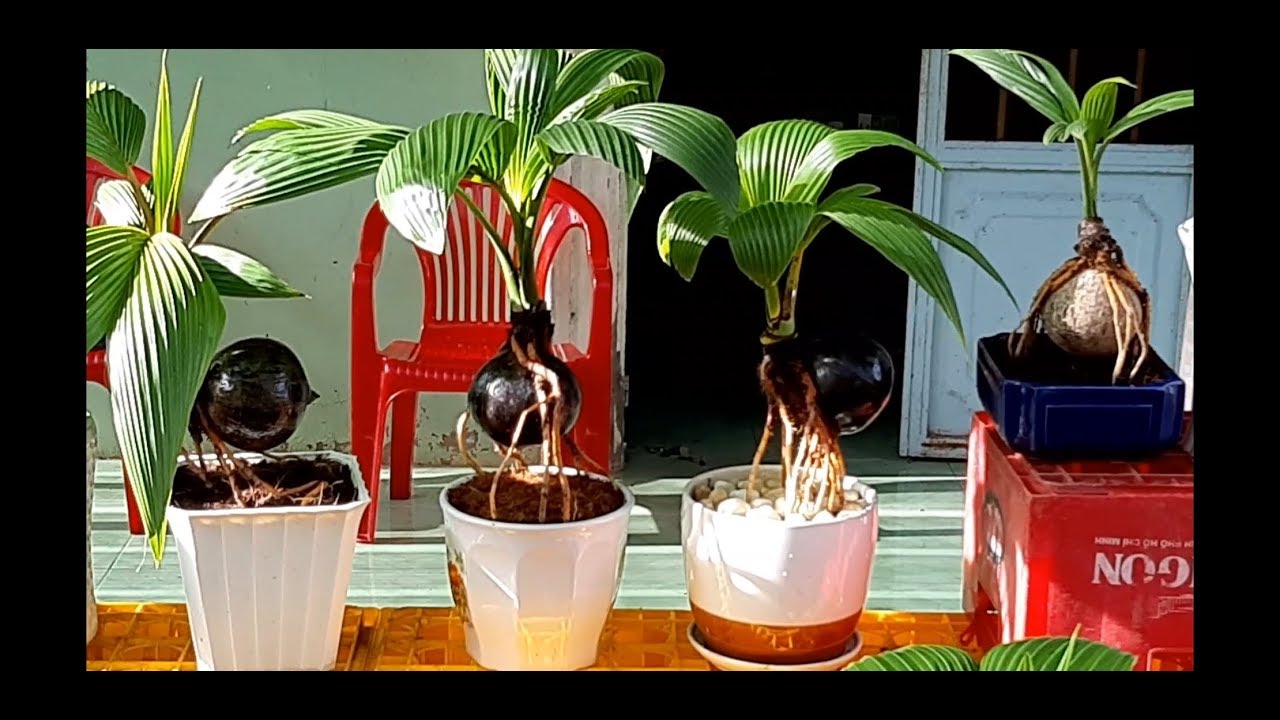 Vườn ươm bonsai dừa / Coconut bonsai