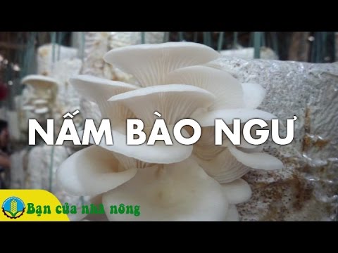 Xây Dựng Mô Hình Trồng và Chăm Sóc NẤM BÀO NGƯ Tăng Hiệu Quả Kinh Tế Cho Gia Đình