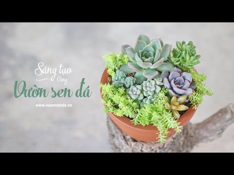 Ý tưởng trang trí sen đá cực xinh (Ep 01) - Succulent containers ideas -www.vuonsenda.vn