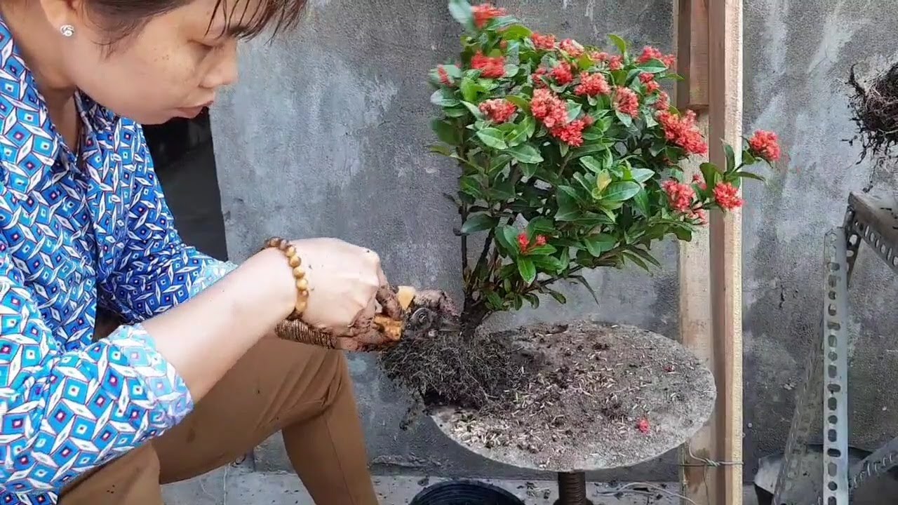 cách tạo cây trang bonsai mini từ cây hàng chợ