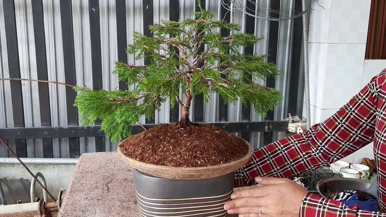 cách tạo ra một cây bonsai rất đơn giản ai cũng làm đc