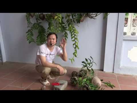 cách trồng phong lan trên quả dừa - How to grow orchids on dry coconuts.