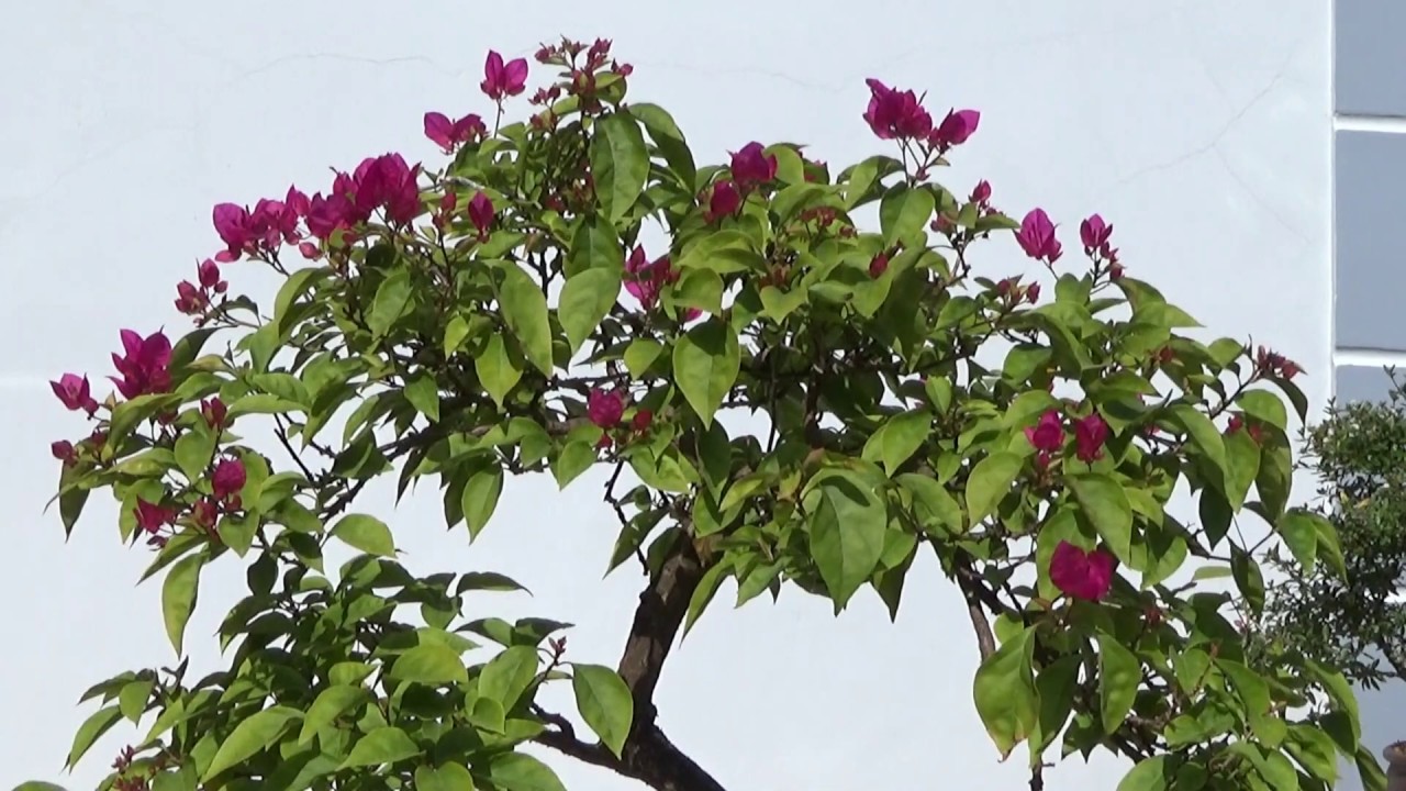 cái kết đẹp -  kết quả xử lý hoa giấy sau 3 tuần - The bougainvillaea after 3 weeks made to bloom