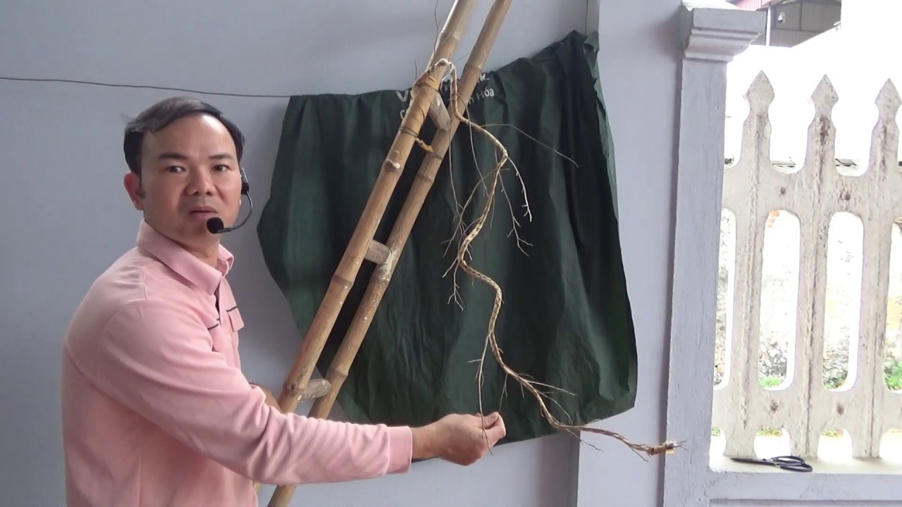 cùng nhau uốn cành  rơi - design a falling branch on a bonsai tree