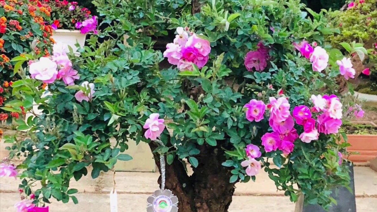 giâm cành và ghép hoa hồng,Easy way to grow rose from cutting, How to grow rose plant 눈 이식, 장미 정원.