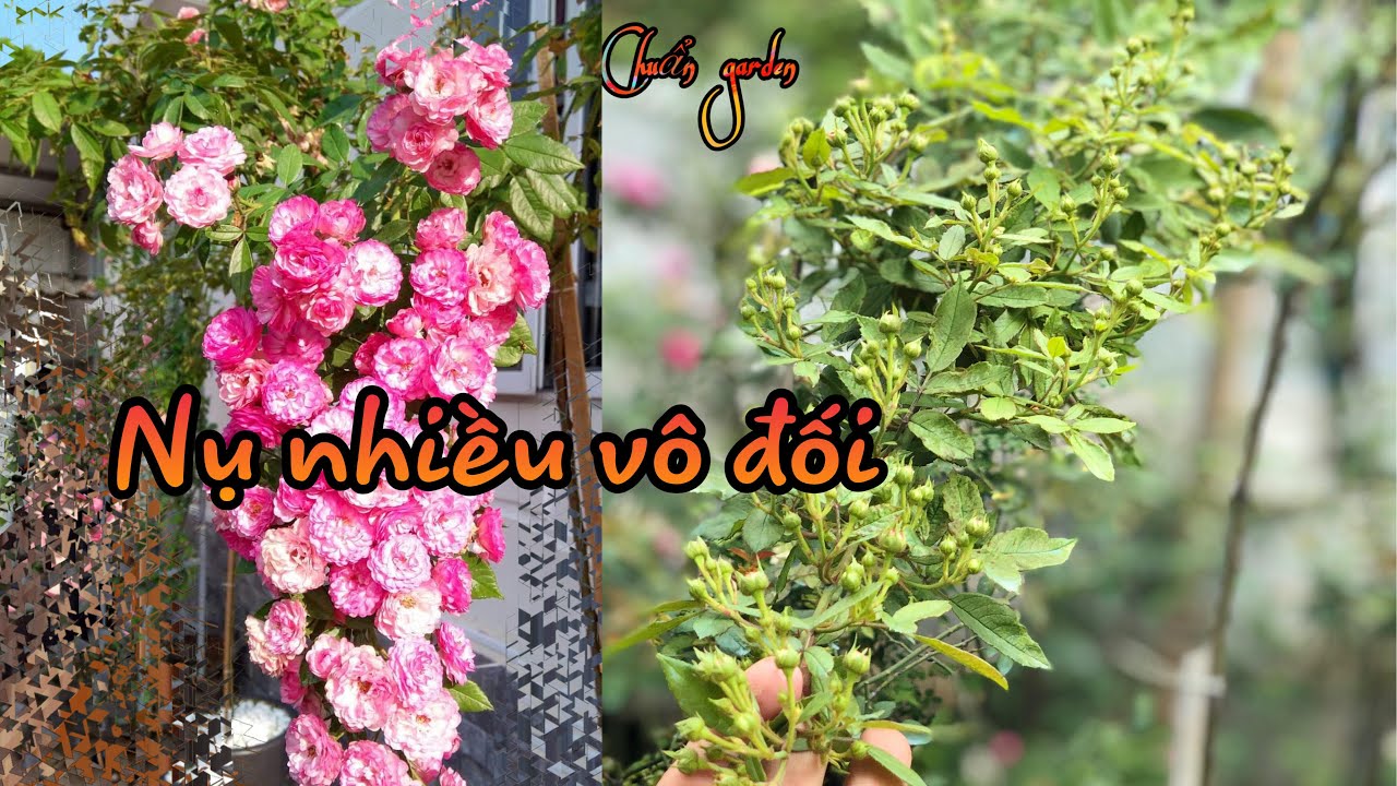 hoa hồng vineyrad song rose.sai nụ vô đối #hoahongleo #hoahongngoai,#hoahongco..chuẩn garden tv