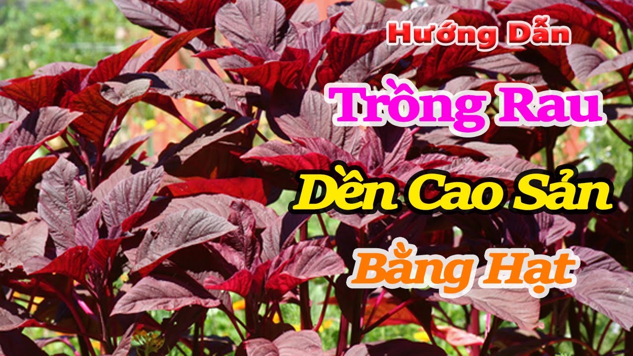 hướng dẫn trồng rau dền cao sản bằng hạt