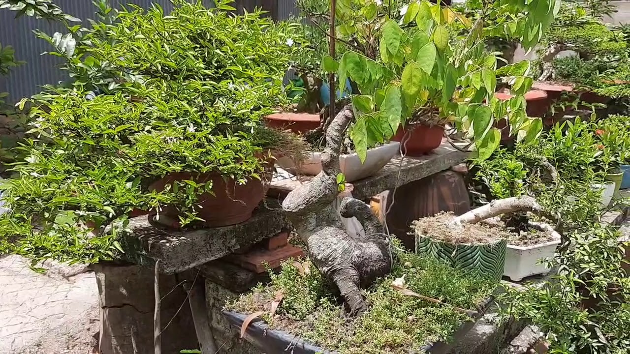 nhổ cỏ,tưới nước vườn bonsai mini