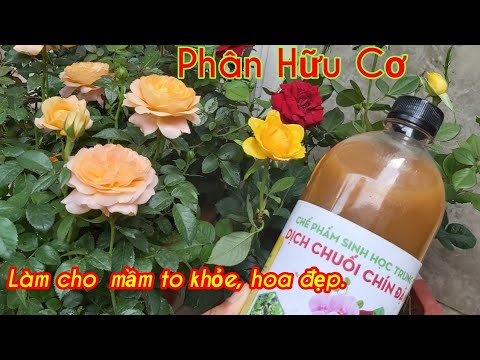 phân Hữu cơ Làm mầm to khỏe mạnh, hoa to bền đep.