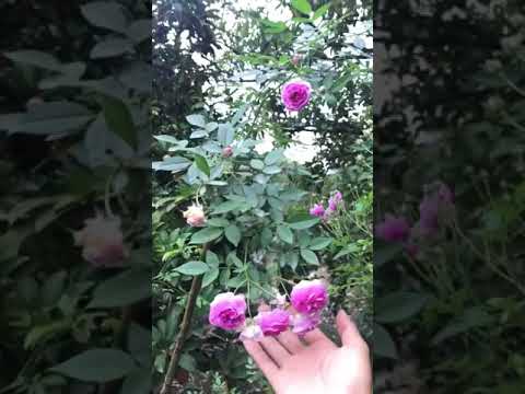 tree rose và bonsai hoa hồng