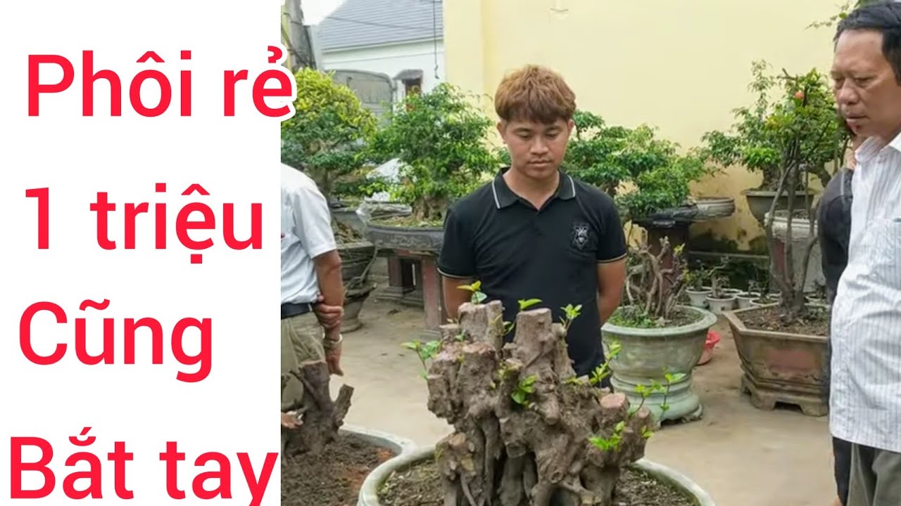 1 triệu 2 triệu cũng có thể bắt tay bonsai chính hiệu và trung bonsai giao lưu tại vườn anh Xuân