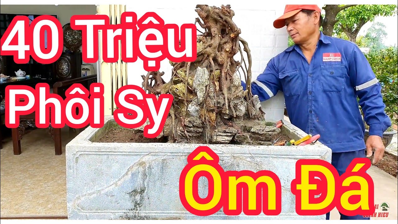 1 triệu cũng được bắt tay, 2 triệu cũng được bắt tay và báo giá phôi sy 40 triệu nhà vườn Tân Phạm