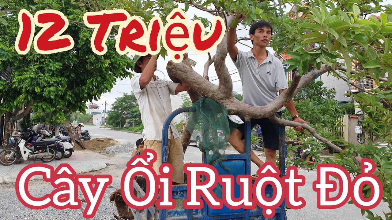 12 triệu cây Ổi Ruột Đỏ địa hình đưa ra quá phức tạp