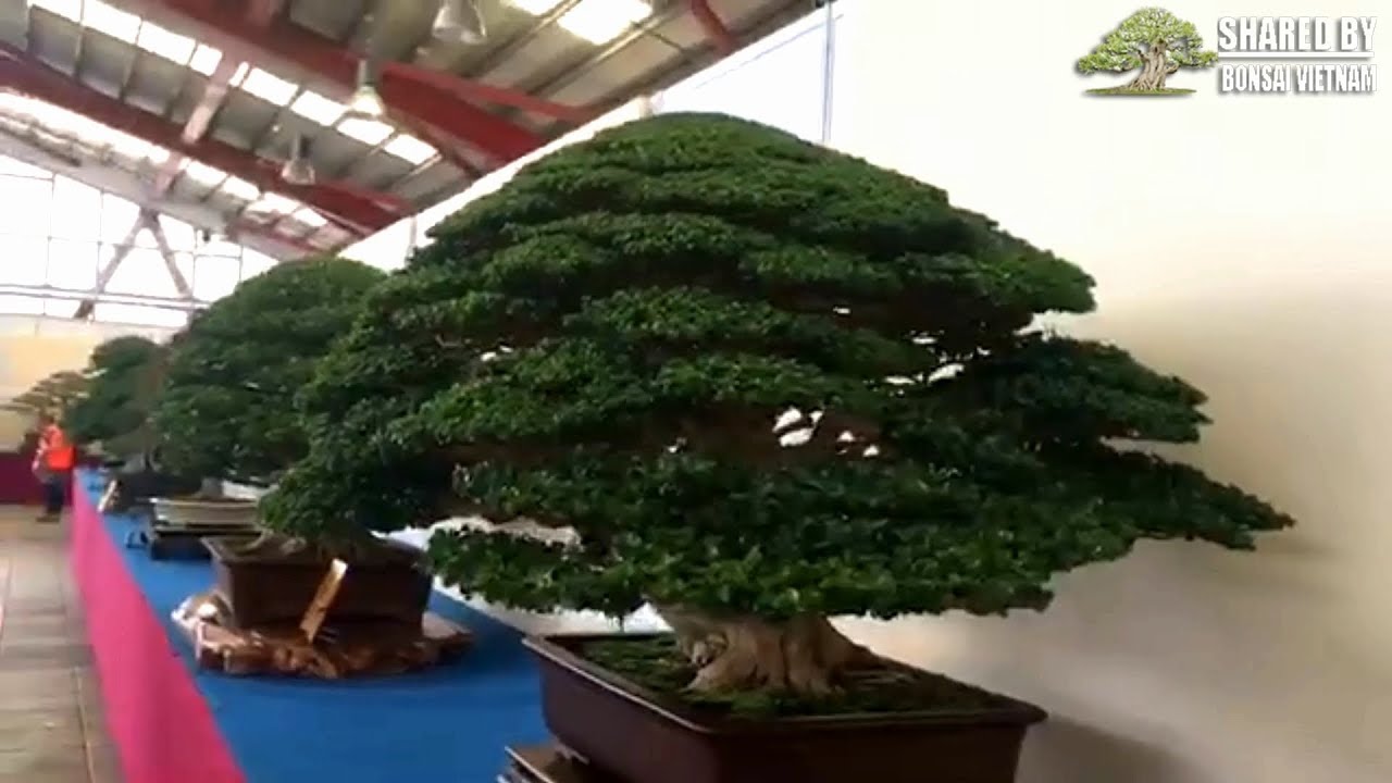 16 Siêu phẩm Bonsai có thể tham gia BCI 2019 tại Việt Nam