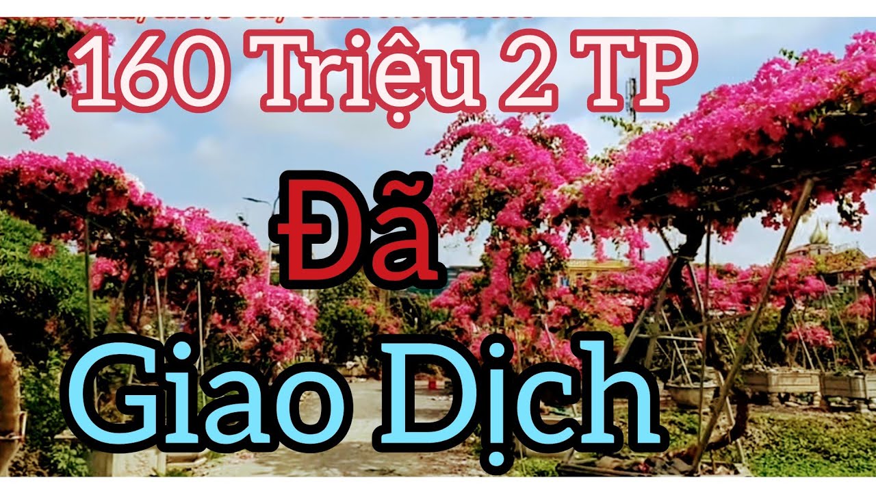 160 triệu 2 tác phẩm Hoa Giấy đã giao dịch cho khách tại vườn Hoài Thương Spa - Ninh Bình.