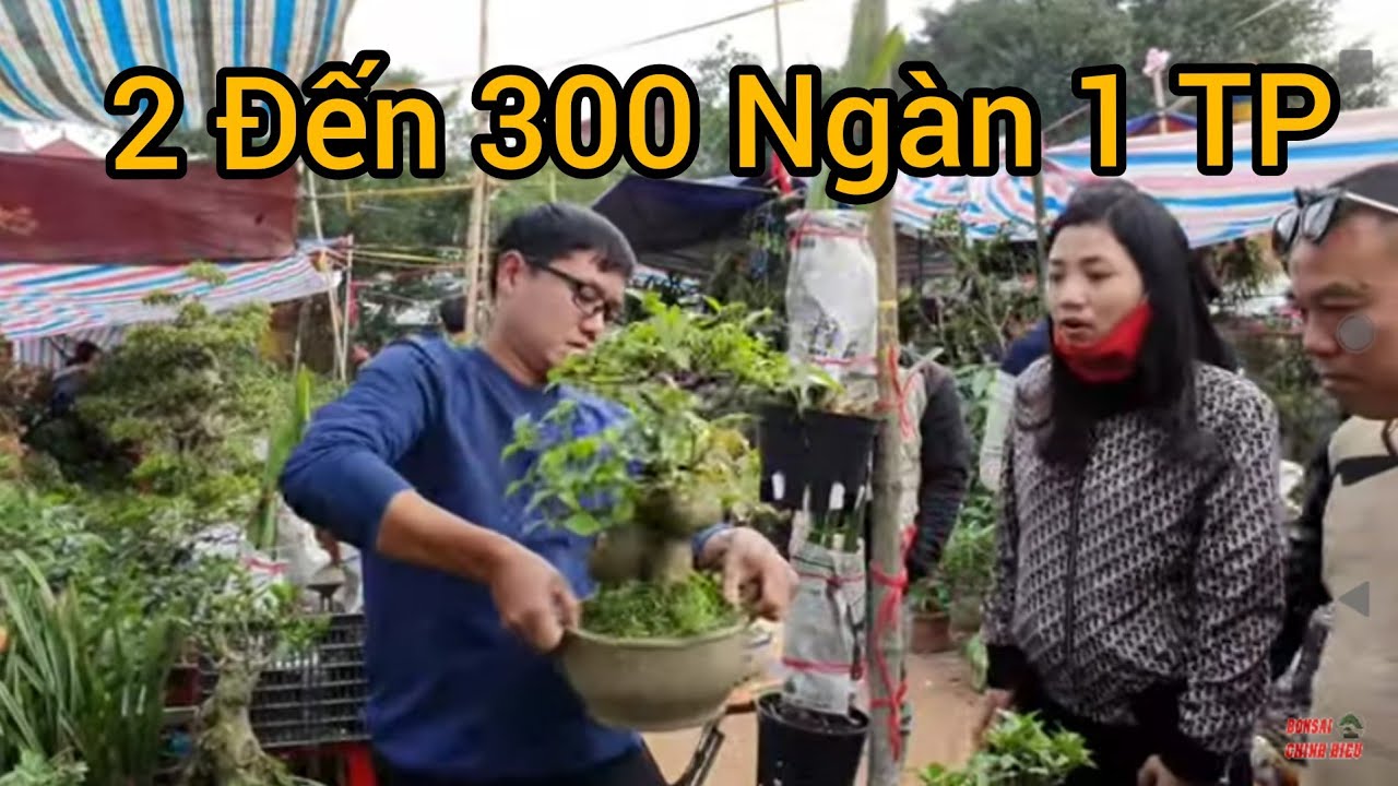 2 đến 300 k 1 cây sung và nhiều loại cây rẻ mà đẹp tại chợ Cầu May Nam Định.