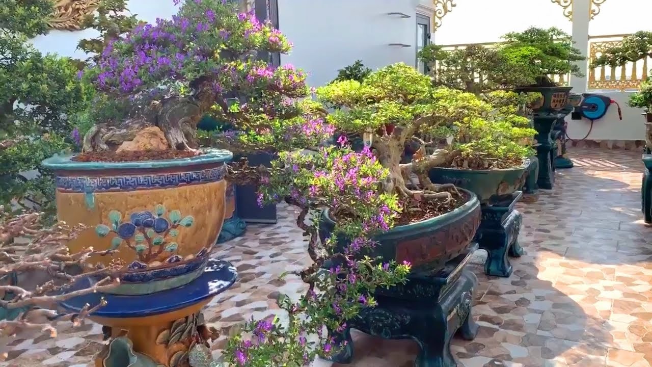 2 vườn Bonsai ở hai miền khác nhau nhưng chung phong cách chơi hoa