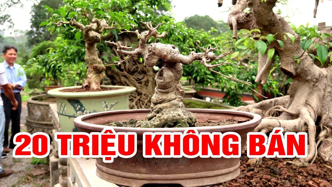 20 Triệu tác phẩm bé tí muốn mua lại mà không bán