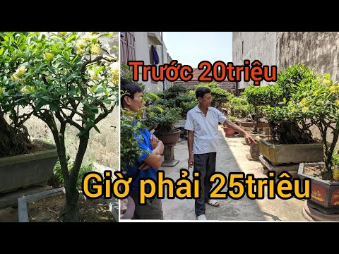 25 TRIỆU CÂY ĐƠN VÀNG KHỦNG TRƯỚC BÁO 20 KHÔNG LẤY ĐỢI CHỦ VỀ THƯƠNG LƯỢNG GIÁ VÀ CÁI KẾT