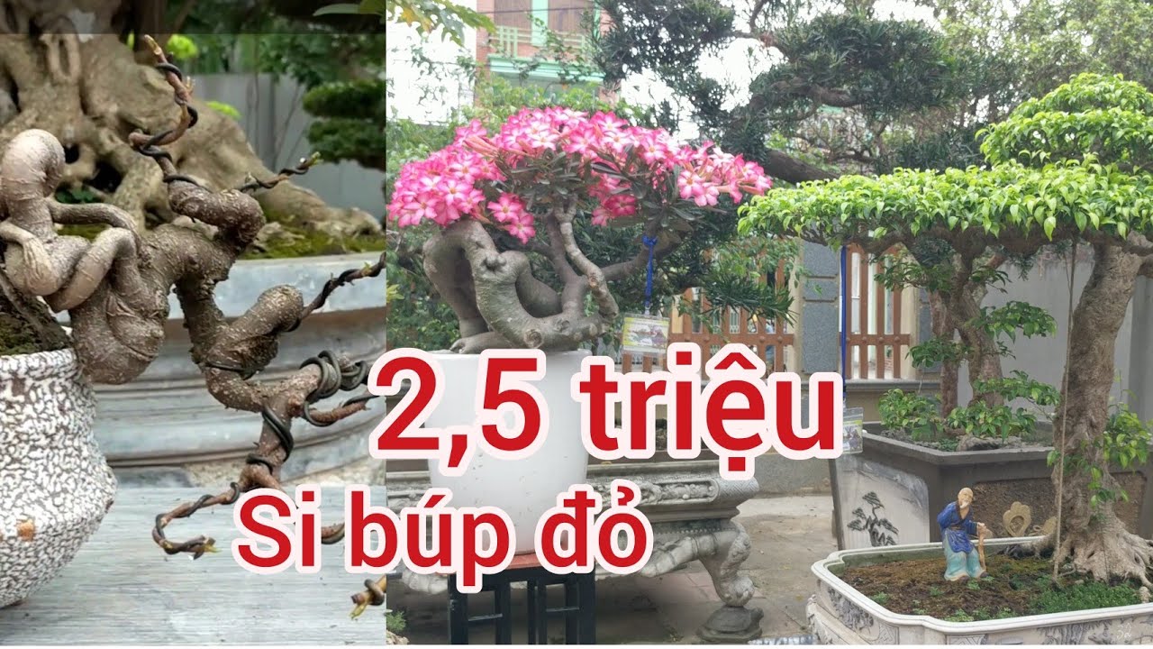 2,5 TRIỆU SIÊU PHẨM SI THÁC ĐỔ BÚP ĐỎ VÀ RẤT NHIỀU TÁC PHẨM MỚI VƯỜN BONSAI CHÍNH HIỆU