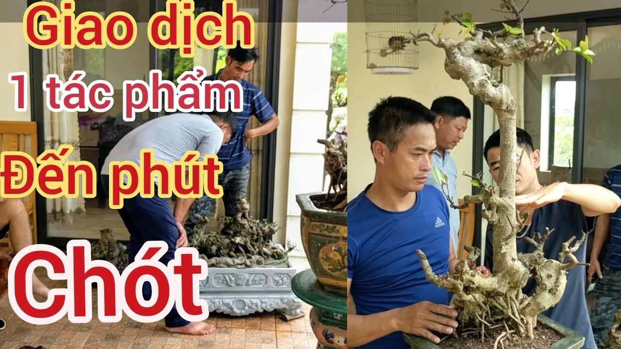 250 triệu cây si khủng vườn anh kiều và cuộc giao dịch đến phút cuối mới thành công 0989090949