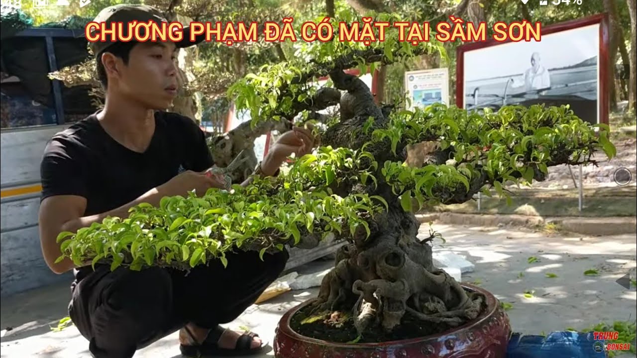 250 triệu tác phẩm sanh nam điền của chương Phạm được rất nhiều anh em yêu cây cảnh quan tâm